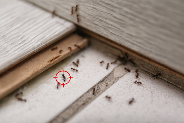 Best Emergency Pest Control  in Bellevue, MI