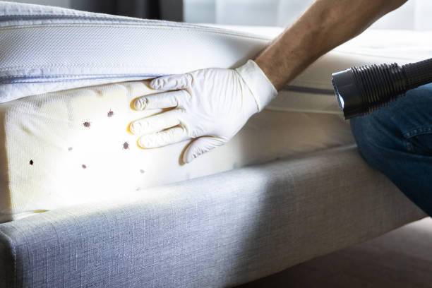 Best Local Pest Control Services  in Bellevue, MI