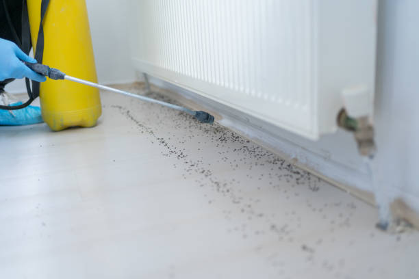 Best Wasp Removal Services  in Bellevue, MI